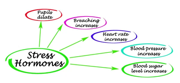 ストレスホルモンの5つの作用 — ストック写真