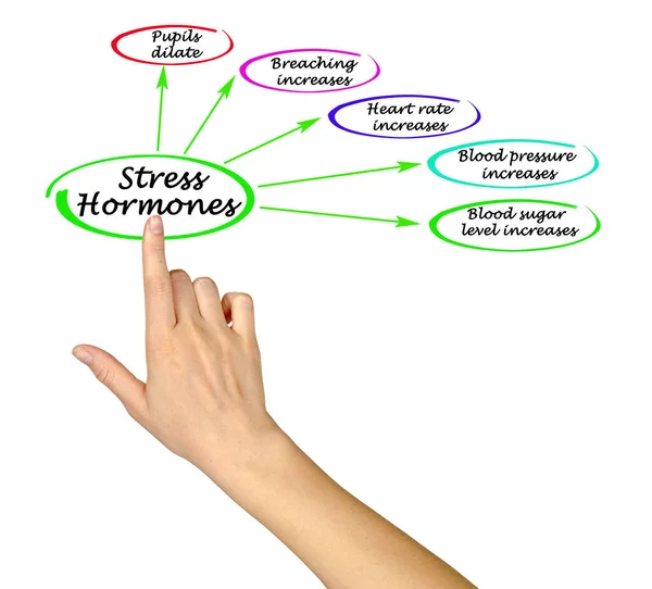 Cinco Acciones Las Hormonas Del Estrés — Foto de Stock