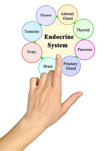 Παρουσιάζοντας Συστατικά Του Ενδοκρινικού Συστήματος — Φωτογραφία Αρχείου