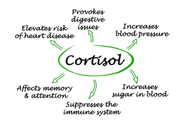 Влияние кортизола на организм