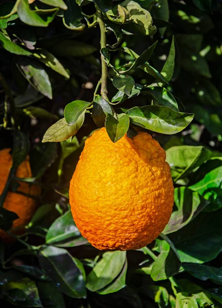 Close Ripe Oranges Branch — Stock Photo, Image