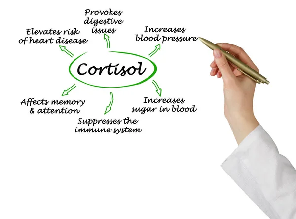 Kortisolets Effekter Organismen — Stockfoto