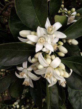 narenciye çiçeklerini kapatın.