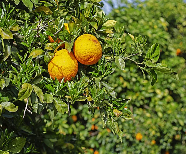 Avvicinamento Delle Arance Mature Sul Ramo — Foto Stock