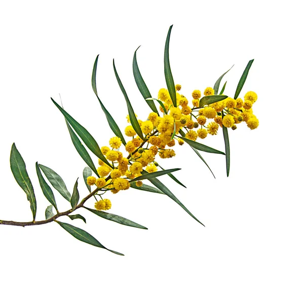 Закриття Acacia Saligna — стокове фото