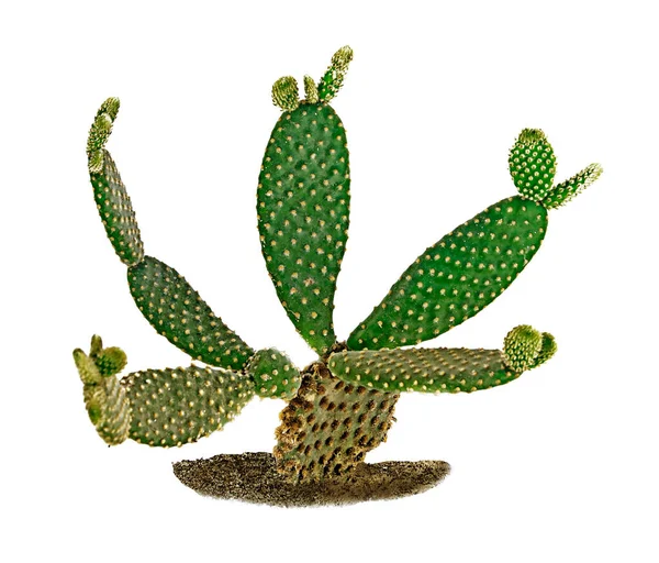 Close Van Opuntia Cactus — Stockfoto
