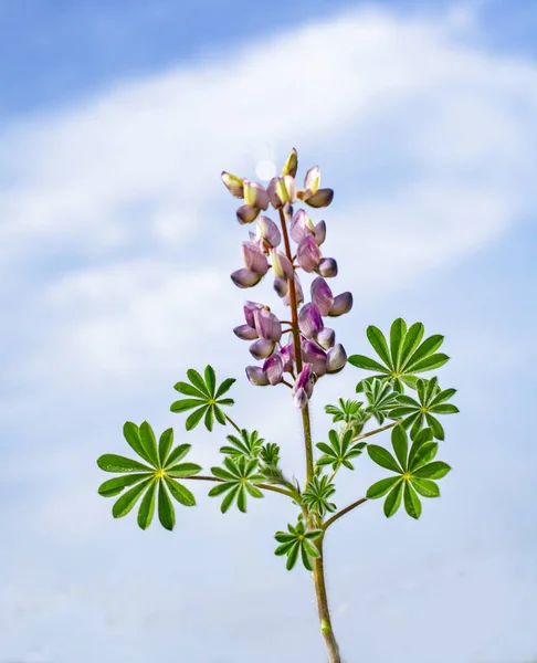 Detailní Záběr Lupinus Pilosus — Stock fotografie