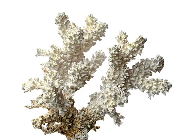 白地に隔離されたサンゴ — ストック写真