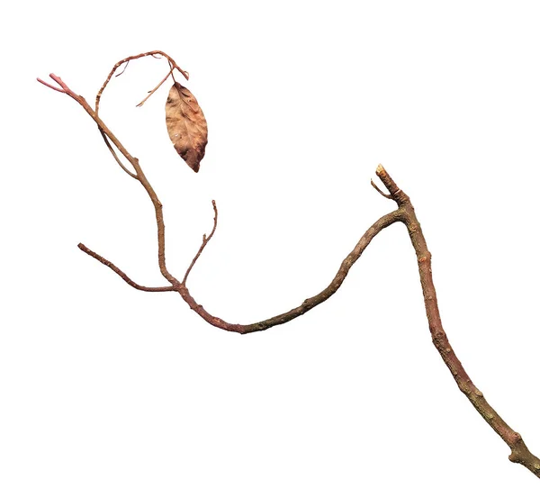 白い背景に孤立した乾燥した枝 — ストック写真