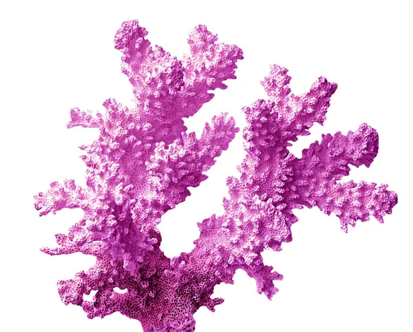 Korall Isolerad Vit Bakgrund — Stockfoto