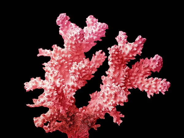 Coral Isolado Fundo Preto — Fotografia de Stock