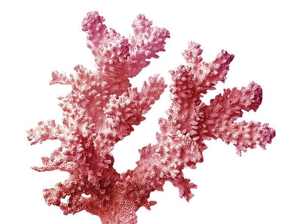 Koralowiec Izolowany Białym Tle — Zdjęcie stockowe