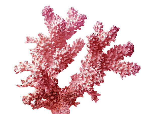 coral isolated on white background