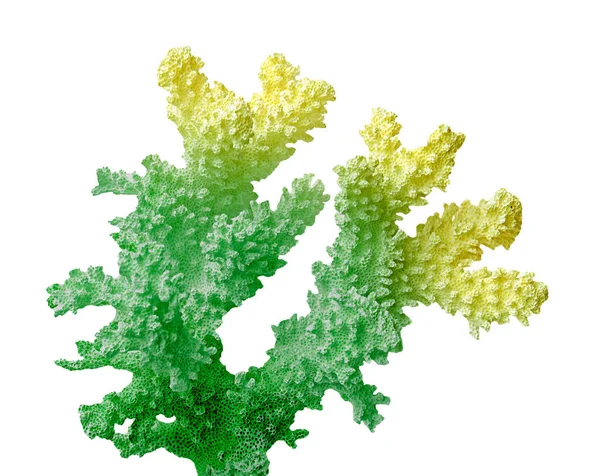 Coral Isolado Sobre Fundo Branco — Fotografia de Stock