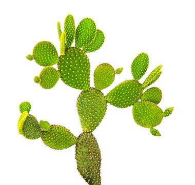 Opuntia kaktüsünü kapatın. 