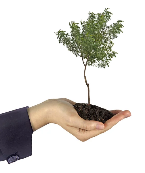 Tree Hands Gift — Stock Photo, Image