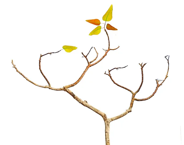 白い背景に孤立した乾燥した枝 — ストック写真