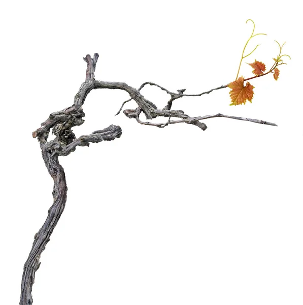 Trockener Zweig Isoliert Auf Weißem Hintergrund — Stockfoto