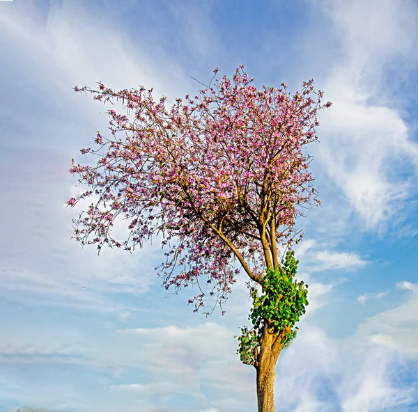 Blühender Baum Auf Himmelshintergrund — Stockfoto