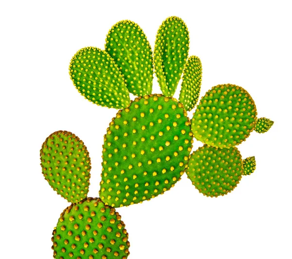 Primer Plano Los Cactus Opuntia —  Fotos de Stock