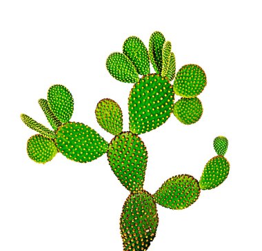 Opuntia kaktüsünü kapatın. 