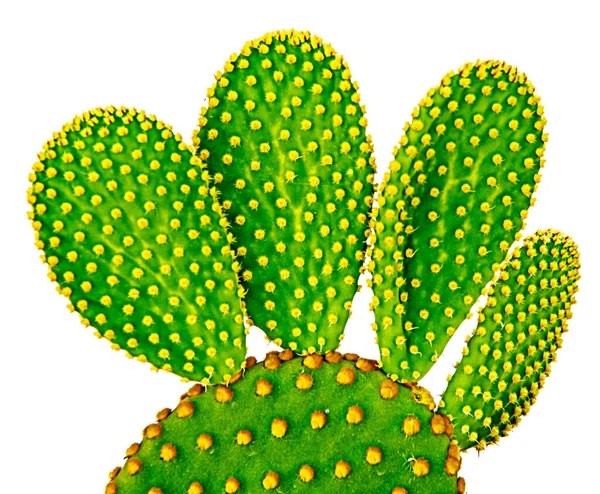 Primo Piano Del Cactus Opuntia — Foto Stock