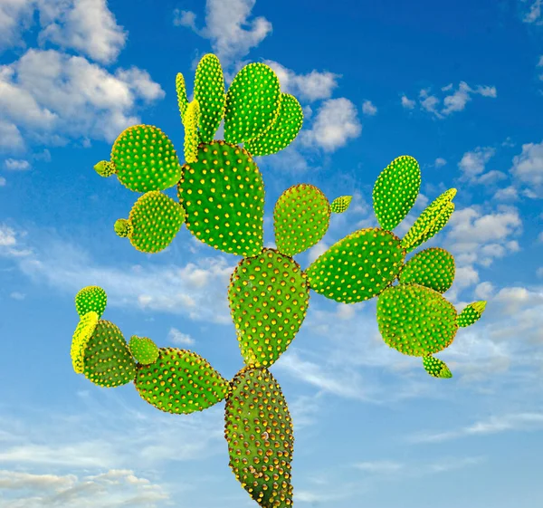 Primo Piano Del Cactus Opuntia — Foto Stock