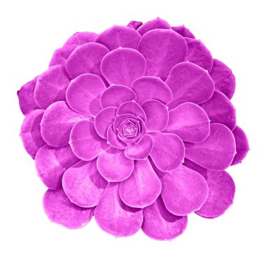 Beyaz arka plan üzerinde izole etli