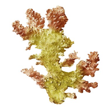 beyaz arkaplanda izole mercan