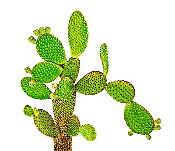 Gros Plan Sur Opuntia Cactus — Photo