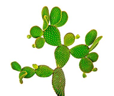 Opuntia kaktüsünü kapatın. 