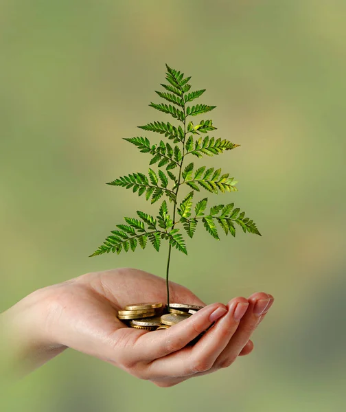 Kvinna Som Investerar Gröna Företag — Stockfoto