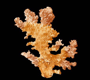 Siyah zemin üzerinde izole mercan