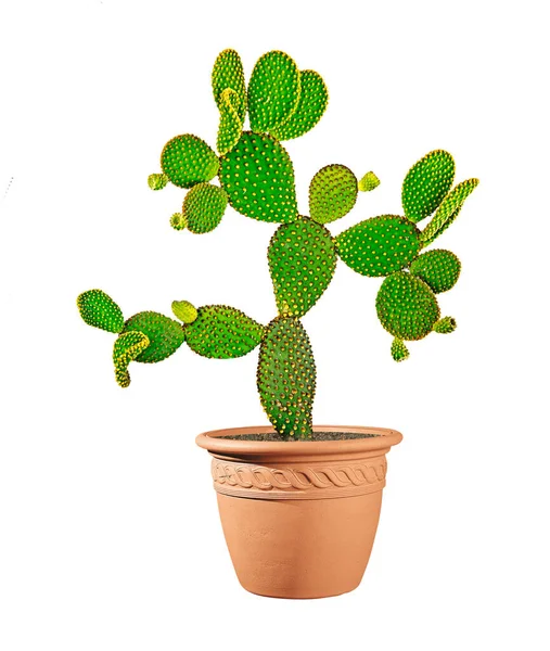 Primer Plano Cactus Opuntia Maceta — Foto de Stock