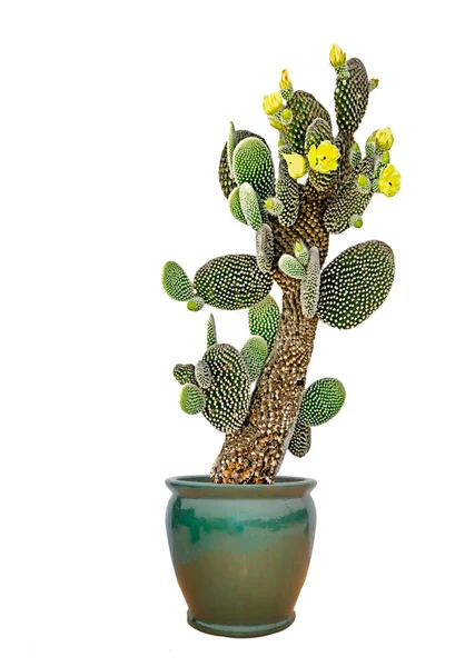 Zbliżenie Kaktus Doniczce — Zdjęcie stockowe