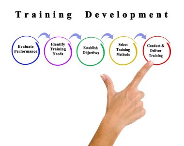 Five stages of training development