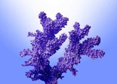 Close up of coral on blue background