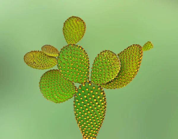 Крупный План Opuntia Cactus — стоковое фото
