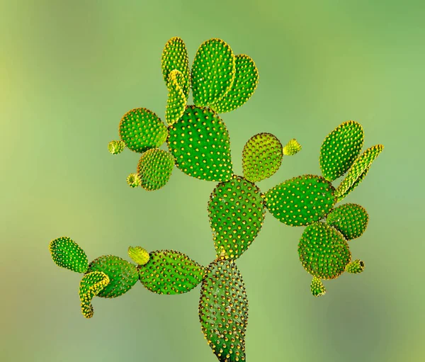 Nahaufnahme Von Opuntia Kakteen — Stockfoto