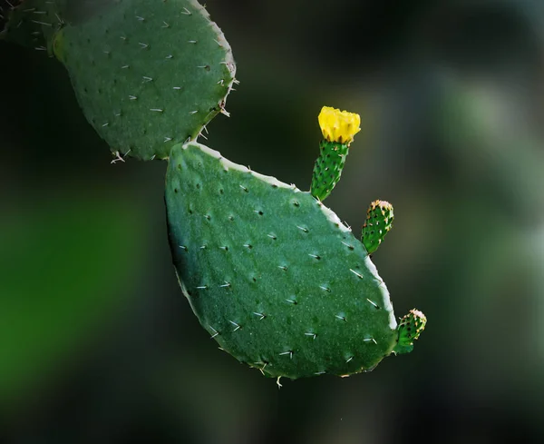 Green Plant Cactus Cactaceae Succulent Flora Botany Flower Yellow — Stockfoto