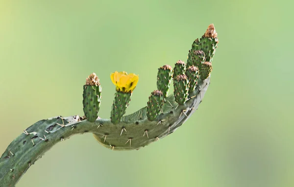 Πράσινο Φυτό Κάκτος Κάκτος Σακχαρώδης Χλωρίδα Βοτανική Άνθος Κίτρινο — Φωτογραφία Αρχείου