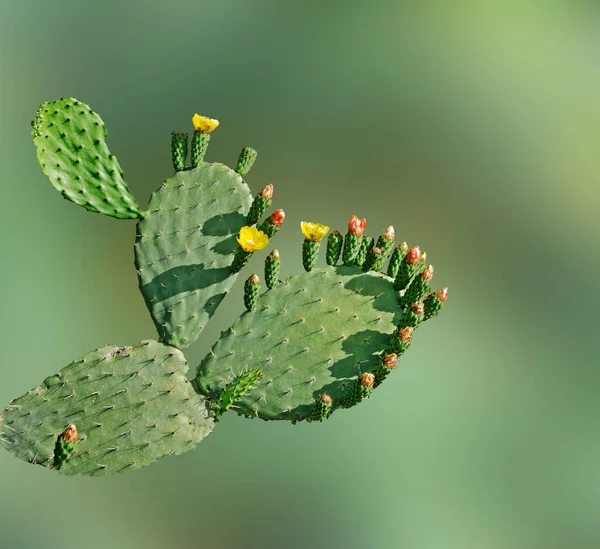 Green Plant Cactus Cactaceae Succulent Flora Botany Flower Yellow — 스톡 사진