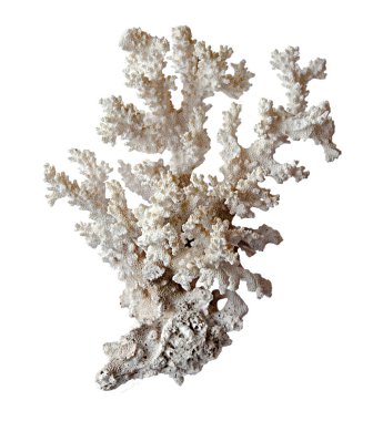 beyaz arkaplanda izole mercan