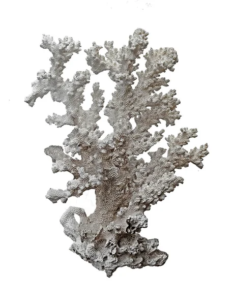 Coral Isolado Sobre Fundo Branco — Fotografia de Stock