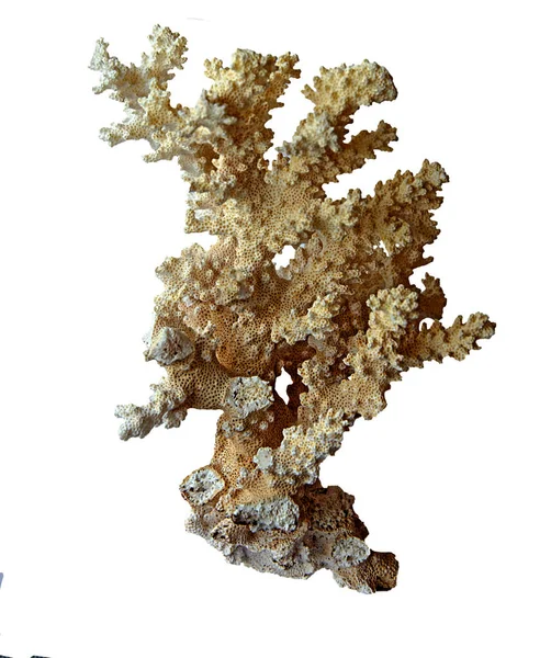 Coral Isolado Sobre Fundo Branco — Fotografia de Stock