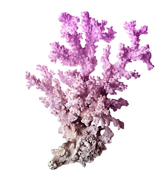 Fehér Alapon Izolált Korall — Stock Fotó