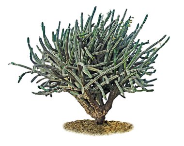 Kaktüs beyaz arkaplanda izole