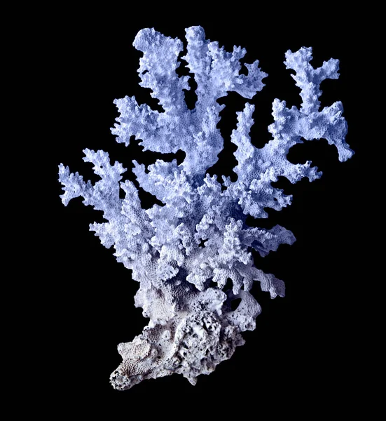 Korall Isolerad Svart Bakgrund — Stockfoto