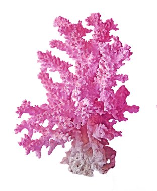 beyaz arkaplanda izole mercan