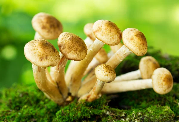 Mushrooms honey agaric — Stock Image Mushrooms honey agaric Royalty Free Stock Photos